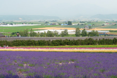 Farm Tomita, Nakafurano