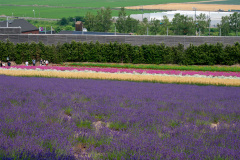 Farm Tomita, Nakafurano