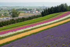 Farm Tomita, Nakafurano