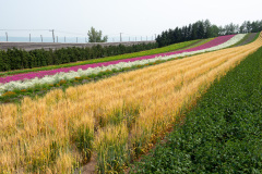 Farm Tomita, Nakafurano