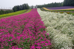 Farm Tomita, Nakafurano