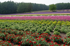 Farm Tomita, Nakafurano