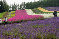 Farm Tomita, Nakafurano