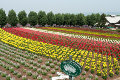 Farm Tomita, Nakafurano