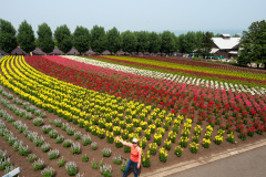 Farm Tomita, Nakafurano