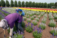 Farm Tomita, Nakafurano
