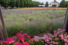 Farm Tomita, Nakafurano