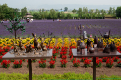 Farm Tomita, Nakafurano