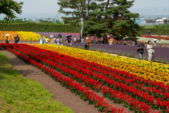 Farm Tomita, Nakafurano