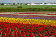 Farm Tomita, Nakafurano