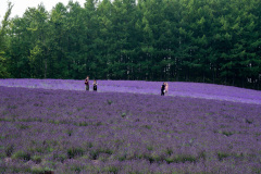 Farm Tomita, Nakafurano