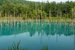 Biei, Shirogane Blue Pond (Aoiike), 白金青い池