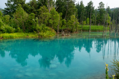 Biei, Shirogane Blue Pond (Aoiike), 白金青い池
