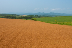 Biei, Patchwork Road (Biei)