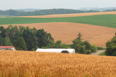Biei, Patchwork Road (Biei)