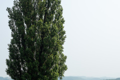 Biei, Tree of Ken and Mary