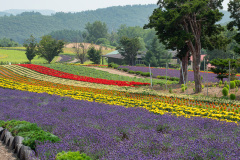 Biei, Zerubu Hill