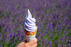 Farm Tomita, Nakafurano