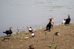 Hong Kong Wetland Park, Tin Shui Wai