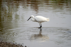 Hong Kong Wetland Park, Tin Shui Wai