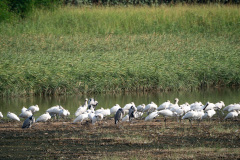 Hong Kong Wetland Park, Tin Shui Wai