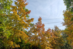 Sweet Gum Woods, Tai Tong, Yuen Long