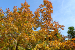 Sweet Gum Woods, Tai Tong, Yuen Long