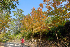 Sweet Gum Woods, Tai Tong, Yuen Long