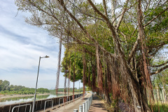 Kam Tin River, Yuen Long