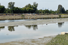 Kam Tin River, Yuen Long