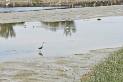 Kam Tin River, Yuen Long