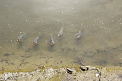 Kam Tin River, Yuen Long