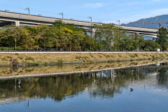 Kam Tin River, Yuen Long