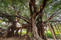 Kam Tin Tree House, Yuen Long, 錦田樹屋