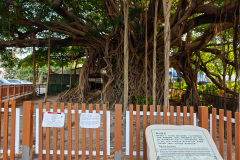 Kam Tin, Kam Tin Tree House, New Territories, Yuen Long, 錦田樹屋