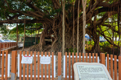 Kam Tin Tree House, Yuen Long, 錦田樹屋
