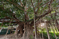 Kam Tin Tree House, Yuen Long, 錦田樹屋