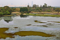 Hong Kong Wetland Park, Tin Shui Wai