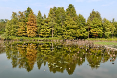 Hong Kong Wetland Park, Tin Shui Wai