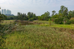 Hong Kong Wetland Park, Tin Shui Wai