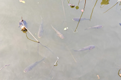 Hong Kong Wetland Park, Tin Shui Wai
