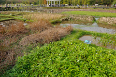 Hong Kong Wetland Park, Tin Shui Wai