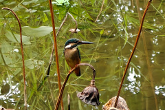 Hong Kong Wetland Park, Tin Shui Wai