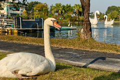Fairview Park, Yuen Long