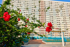 Choi Hung Estate, Ngau Chi Wan