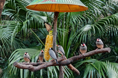 Central, Edward Youde Aviary, Hong Kong Park