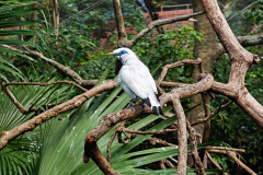 Central, Edward Youde Aviary, Hong Kong Park
