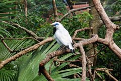 Central, Edward Youde Aviary, Hong Kong Park