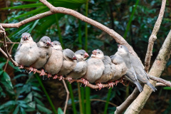 Central, Edward Youde Aviary, Hong Kong Park
