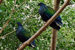 Central, Edward Youde Aviary, Hong Kong Park